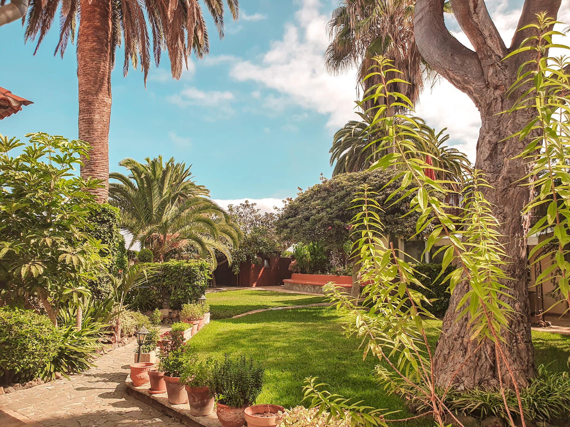 Finca Garten kanarische Palmen